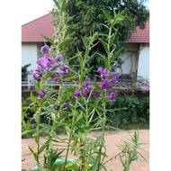 3 bare root fragrant violets