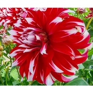 DINNER PLATE DAHLIA TUBER ID X-FACTOR