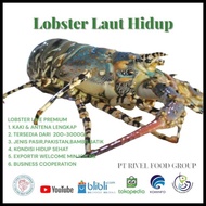 Lobster Mutiara Hidup Besar Ukuran 1Kg Up Best Seller