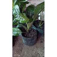 ✥Aglaonema Rotondum plant