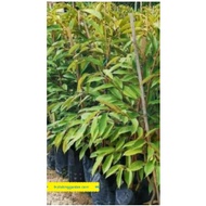 Anak Pokok Duri Hitam 4 FEET TALL(2 Years Old Weight 25 KG) (WEST MALAYSIA ONLY)