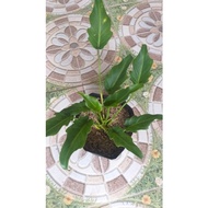 Xanadu Philodendron (in polybag)
