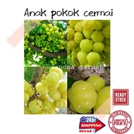 (GG real plant) anak pokok cermai ^ cepat berbuah hybrid premium top quality kebun fruits sedap manis buah