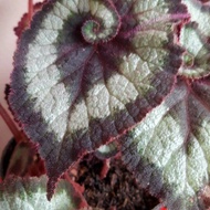 tanaman begonia keong