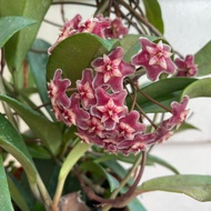 H2O - Hoya Wax Plant 球兰 Live Plant