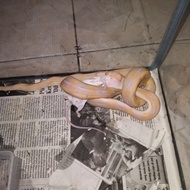 Retic Tiger Albino Lavender 82,5% SD