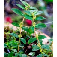 Pokok Susu Nabi,Ubat Gaot