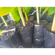 500 gm & 1KG / Polybag UV Hitam & Putih / Polibeg tebal / Beg semaian / Polibag fertigasi