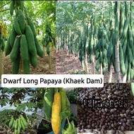 10 biji benih Khaek Dam Dwarf Long Papaya betik panjang  renek thailand banyak buah