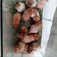 hamster syrian satin (JABODETABEK)