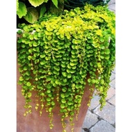 Buddha's Grass Oushi Bamboo Panda Panda Pansy Chinese Sedum Golden Leaf Passing Yellow Flower Garden