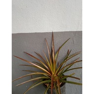 Pokok hiasan bromeliad, pokok nenas hiasan, bromeliad decorative plant