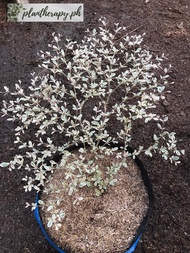 Variegated African Talisay Small Size (Limited Stocks Only) with FREE garden soil plastic pot and ma