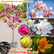 [Fast Germination] Berbau Wangi Chinese Magnolia Seeds for Sale 玉兰种子 (color Mixing 30-40pcs) Fragrance Flower Seed Bonsai Seeds Flowering Plants Seeds  Magnolia Liliiflora Live Plant Potted Real  Air Plants Outdoor Rare Orchid Plants for Sale Benih Bunga