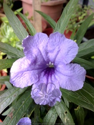 TSC - Purple Mexican Petunia Cutting / Keratan Pokok Ruellia Ungu