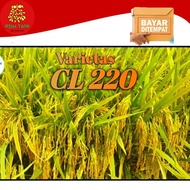 Benih Padi Unggul CL220 Bibit Unggul 5kg O307