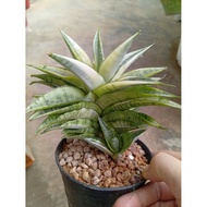 🍀 Sansevieria Gabriella White🍀