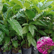 murah bibit tabebuya pink bibit bunga tabebuya pink bunga sakura pink bibit sakura pink tanaman tabe