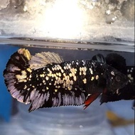 PPC Ikan cupang avatar cooper female Top Grade siap breed