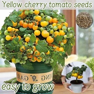 [Fast Growing] Yellow Cherry Tomato Seeds for Planting Vegetable Plants (Approximately 70 seeds per 
