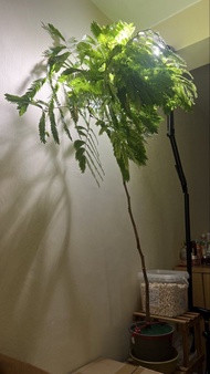 小豆樹