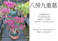 心栽花坊-八房九重葛/日本九重葛/造型樹/盆景/開花植物/售價3500特價3000