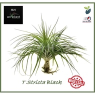 AIR PLANT TILLANDSIA STRICTA BLACK / GREEN  AIRPLANT 空气草 空气凤梨 无土植物