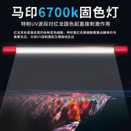 Mayin Arowana Tanning Light