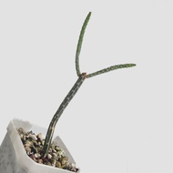 zac.culent - Euphorbia cryptospinosa (Succulent Cactus)
