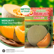 (1 PACK) Benih Melon Merlin F1 Sweet Orange Rock Melon Seeds - Bintang Asia - 20 GRAM