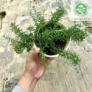 Cây Hương Thảo rủ - Rosemary ( Ảnh thật).