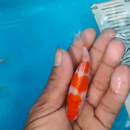 ikan koi anakan ikan import HQ. SQ 10--12 cm