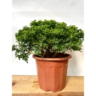[READY STOCK] Bonsai Musira/ Negro 一粒金 Outdoor Plant 室外