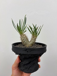 稀有 實生雙頭象牙宮 穩根 塊根植物
