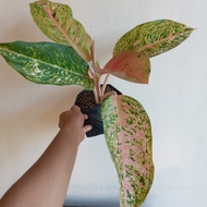 Aglaonema Big Roy