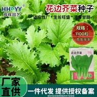 Lace Mustard Farm Beet Mustard Vegetables Green Vegetables Vegetable Seeds Original Four Seasons Veg