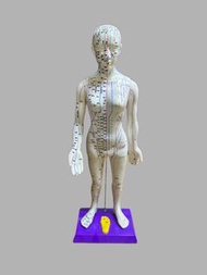 硬身人體針灸穴位模型