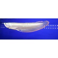 Ikan Arwana/Arowana Silver Brazil 15 Cm #Gratisongkir