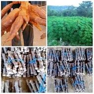 Bibit Singkong Gajah Super  Bibit Singkong Jumbo  Bibit Singkong 500 gram