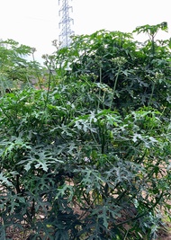 bibit daun singkong jepang ukuran 25cm bibit singkong jepang