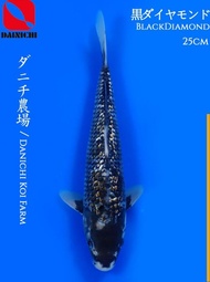 Ikan Koi Black Diamond Import Jepang Dainichi Koi Farm 25Cm Putraanson