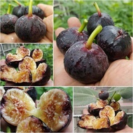 Figs Plant ต้นมะเดื่อฝรั่ง พันธุ์ อิรักกี้ Iragi อร่อย หวาน หอมมากๆ ต้นสมบูรณ์มาก รากแน่นๆ จัดส่งเป็