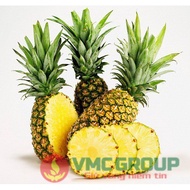 1 LITER Pineapple Flavor – Pineapple Flavor VMC-P184S, VMC-P185S, VMC-P186S