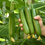 Dutch Fruit Cucumber Seeds Thornless Cucumber Seeds Four Seasons Balcony Potted Vegetable Seeds Cour