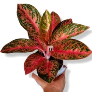 Aglonema widuri (Tanaman hias aglaonema widuri) - tanaman hias hidup -