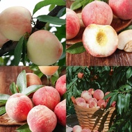 Peach tree dwarf bonsai fruit tree home garden orchard decorative plant