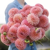 Dahlia Planting Ball Four Seasons Flower Potted Plant Indoor Outdoor Planting Dahlia Sweet Potato Pe