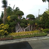 Tanaman Hias - Beringin Korea Besar - Pohon Bonsai Fadlansakir