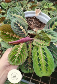 Calathea " Red Maranta or Rare Prayer P." (3-7 LEAVES ) ( Live Plants ) with FREE plastic pot, garden soil and pebbles  ( Real Plant , Plants for sale and Lowest price )