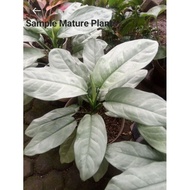 Aglaonema Silver Curly (VERY RARE)